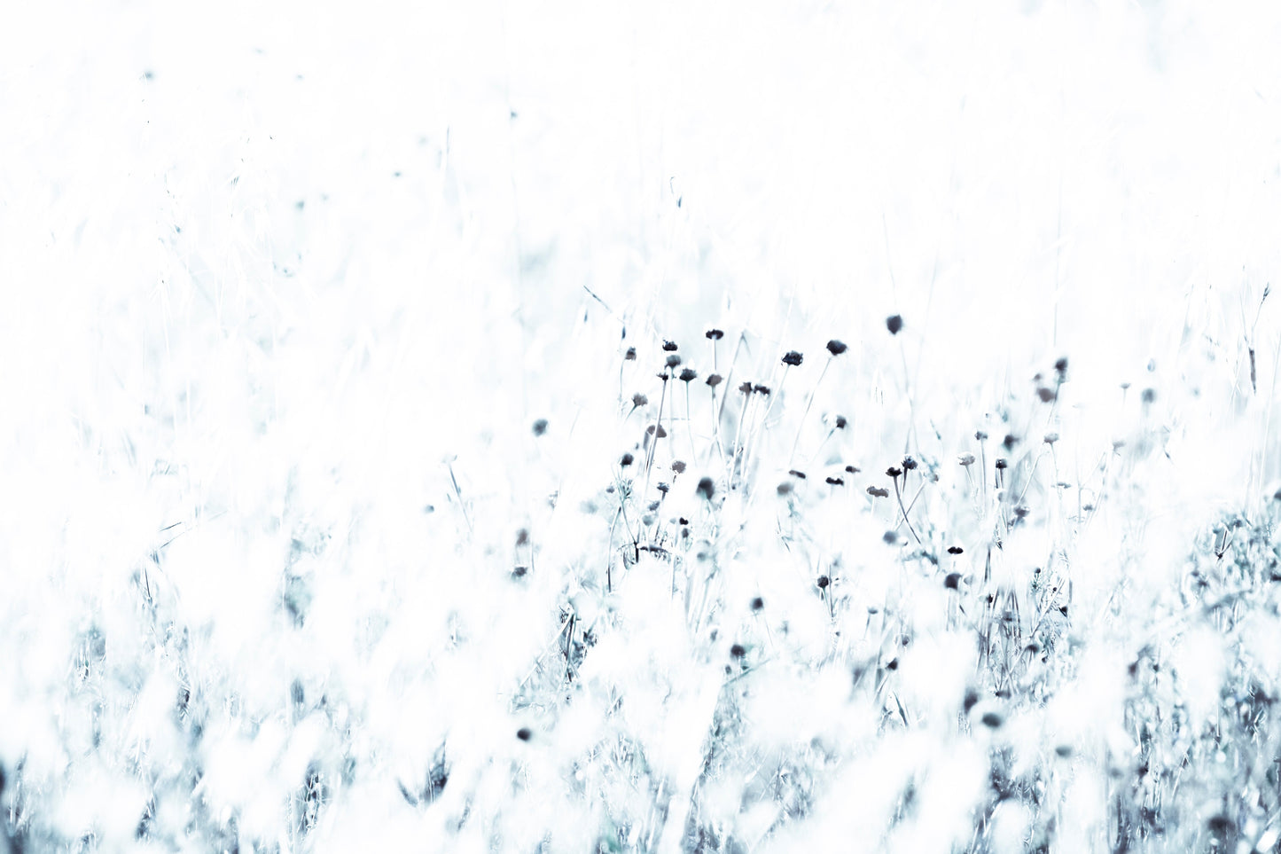 Syrian thistle Wall Mural