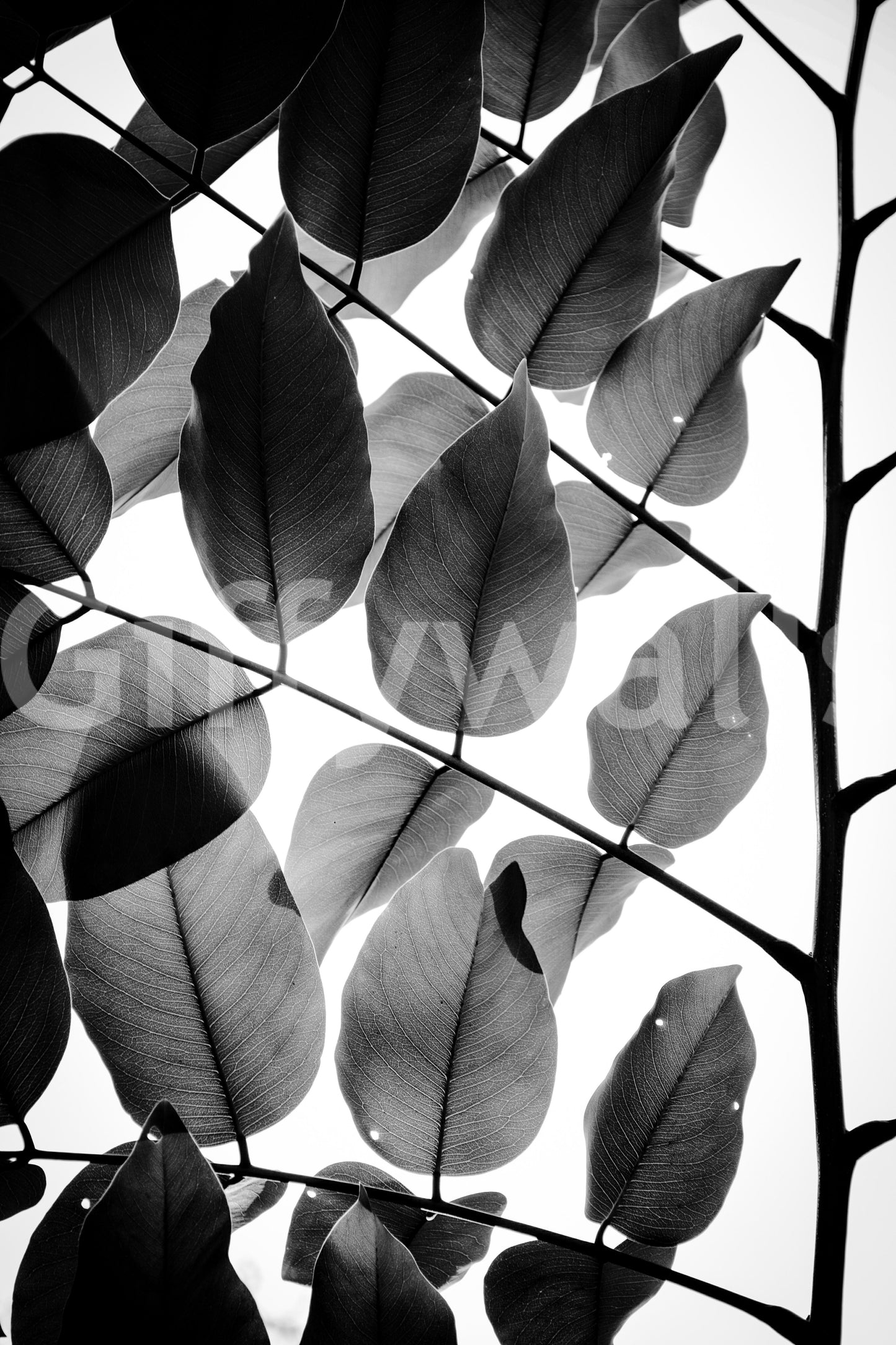 Branches and Leaves II Wall Mural