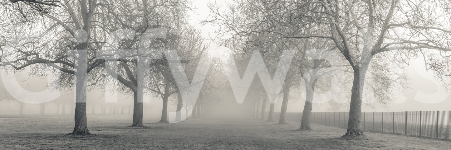 Foggy Forest Lane Wall Mural