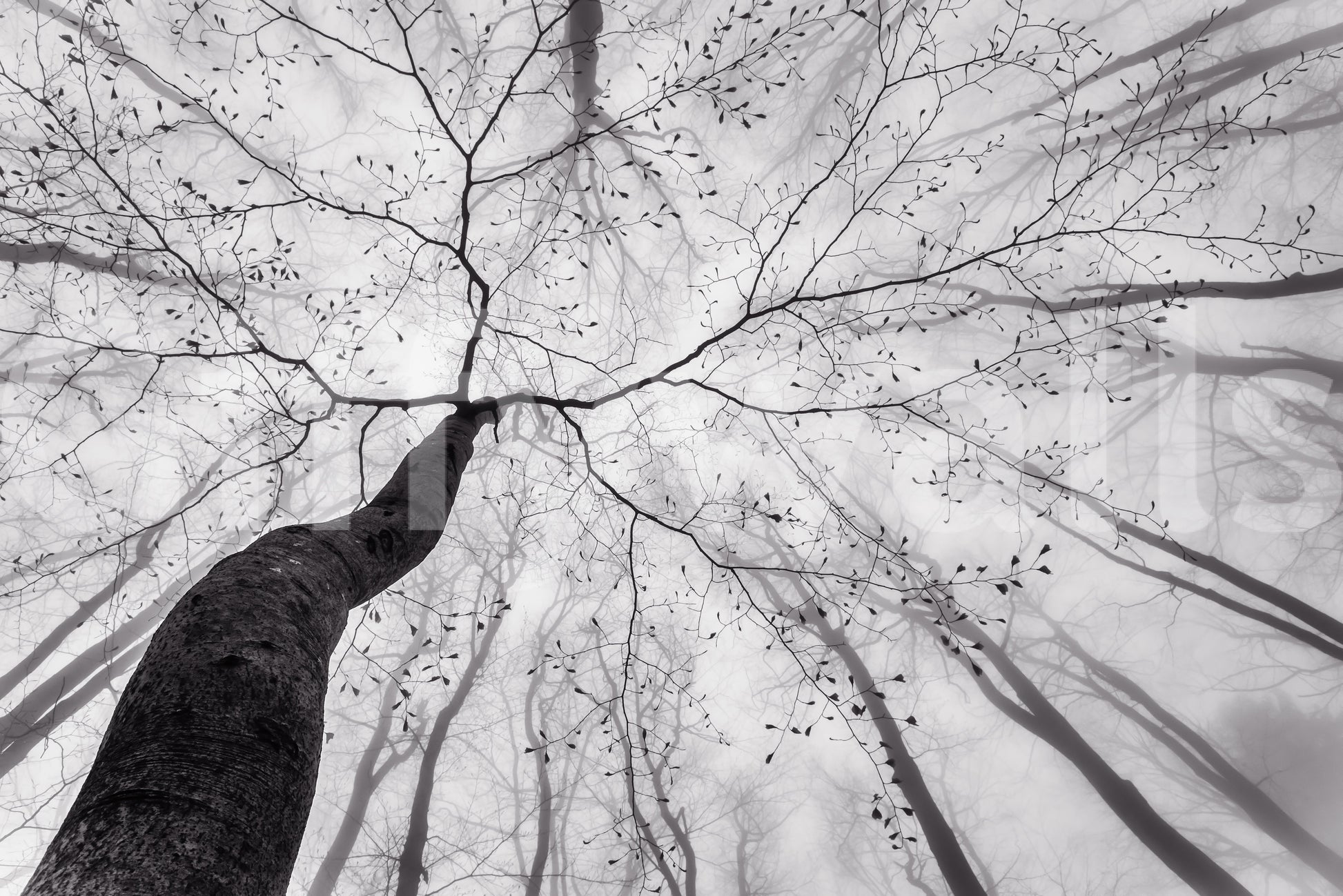 A high-quality minimalist tree wall mural for walls.

