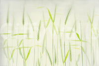 A calming serene field wallpaper mural that defines a space.