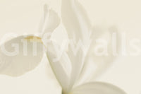 A high-quality serene flower wall mural for walls.