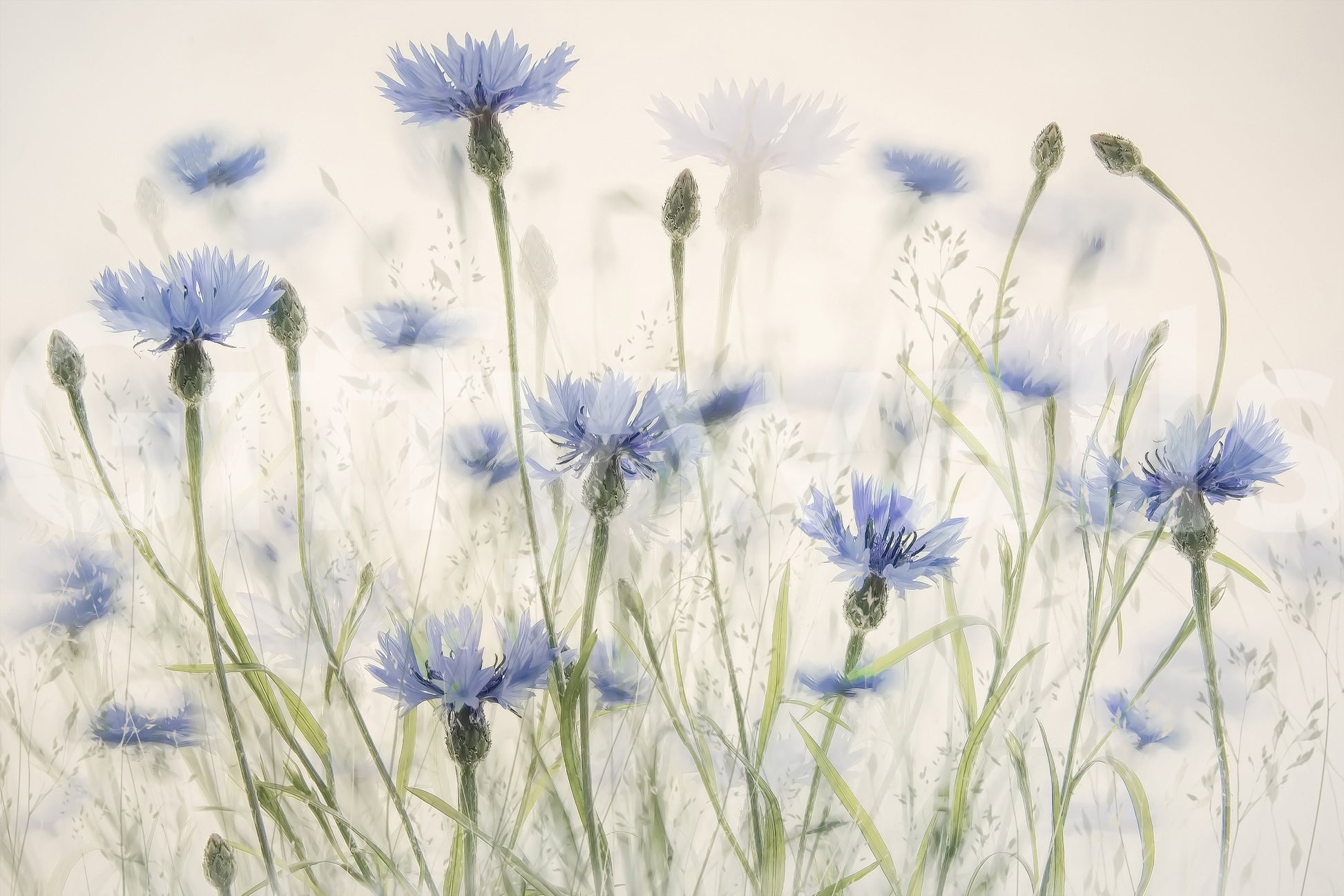 The image captures the unique, tranquil feel of the floral design.