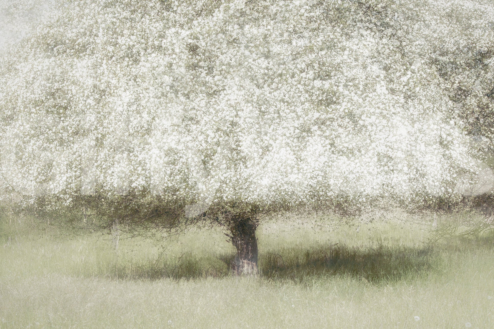 A high-quality serene flower wall mural for walls.