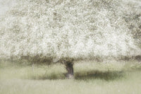 A high-quality serene flower wall mural for walls.