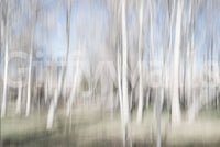 A high-quality minimalist tree wall mural for walls.