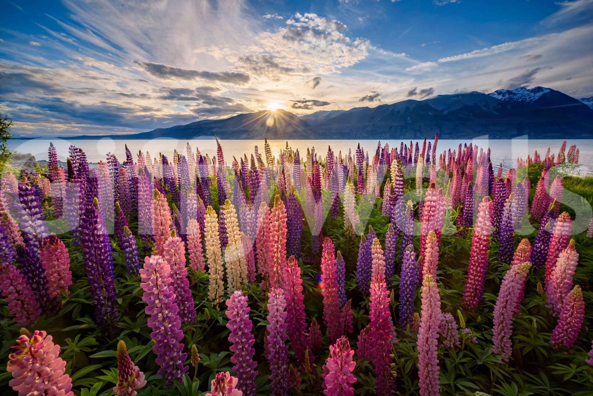 A high-quality serene flower wall mural for walls.