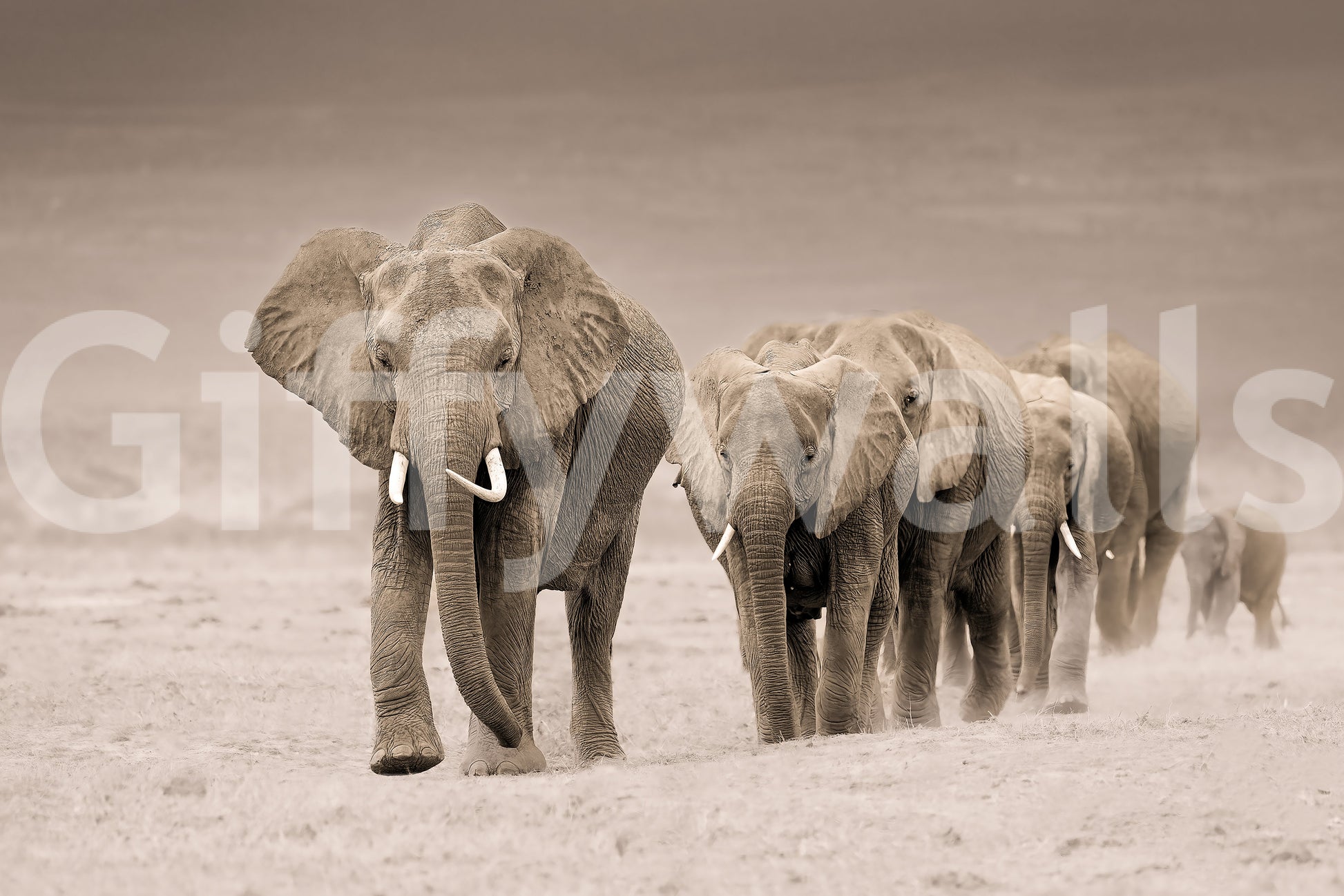 A high-quality abstract print wall mural for walls.