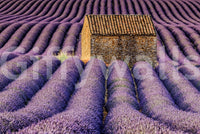 A high-quality minimalist vista wall mural for walls.