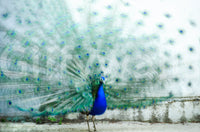 A high-quality abstract print wall mural for walls.