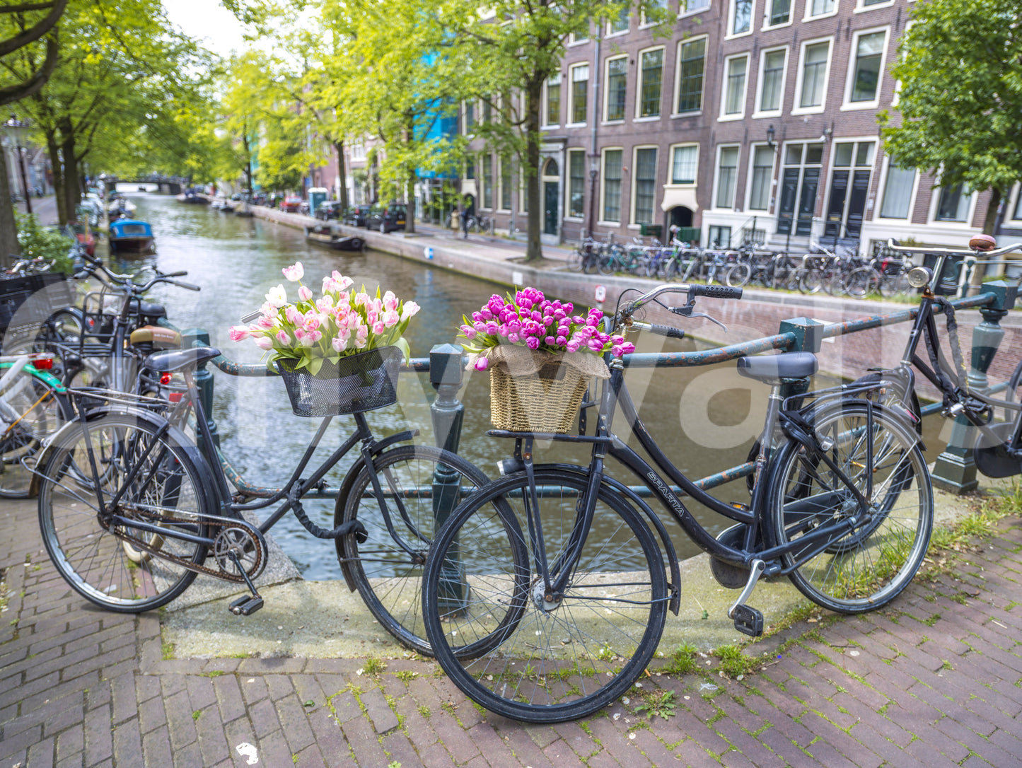 Sunlit corner with the captivating Amsterdam Blooms on Wheels Wall Mural.