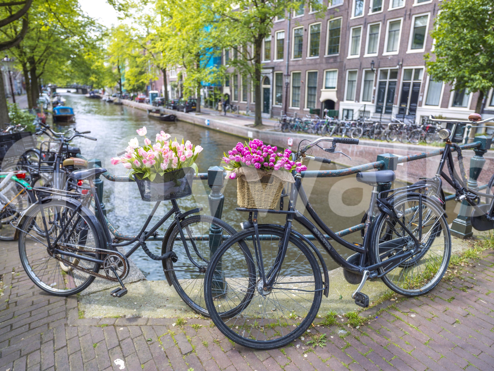Sunlit corner with the captivating Amsterdam Blooms on Wheels Wall Mural.
