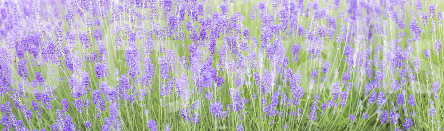 Bright lavender Lavender Field Dream Wall Mural flower scene.