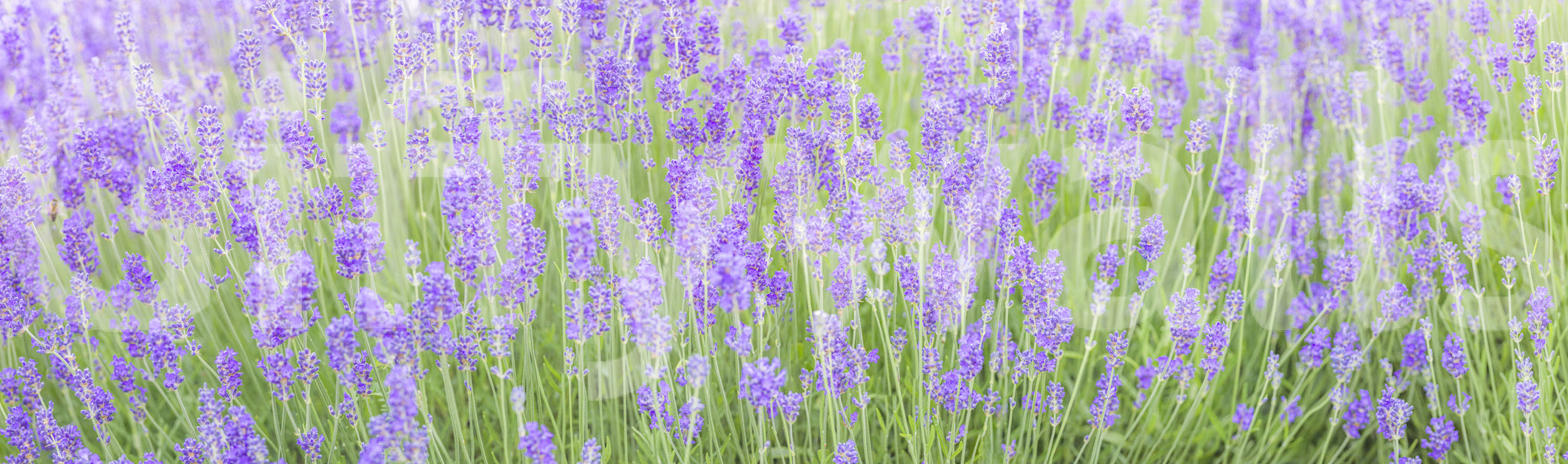 Bright lavender Lavender Field Dream Wall Mural flower scene.