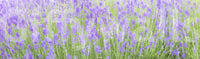 Bright lavender Lavender Field Dream Wall Mural flower scene.