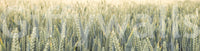 Wide country Whispering Wheat Fields Wall Mural scene print.