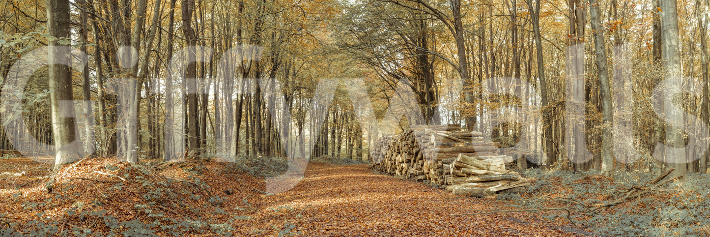 Seasonal home Autumn Forest Scene Wall Mural design visual.