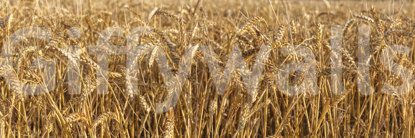 Natural backdrop Golden Wheat Field Bliss Wall Mural