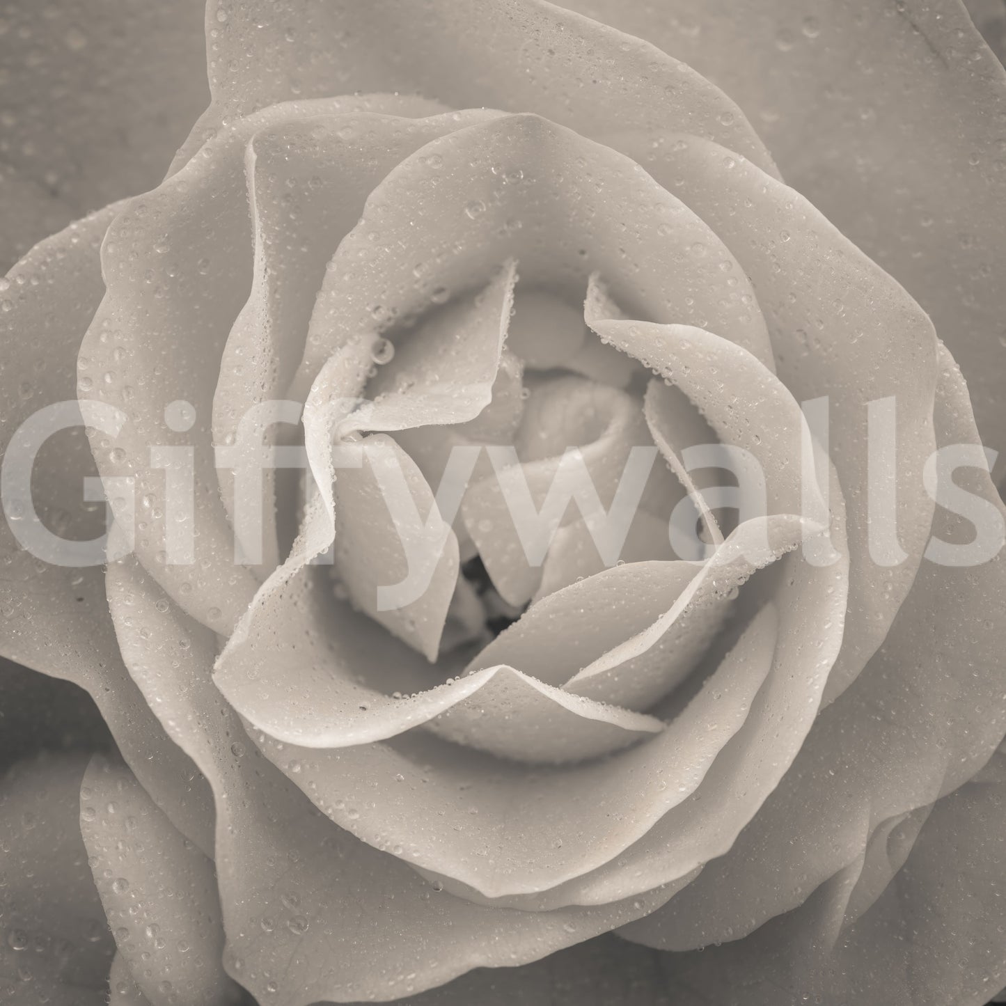 Blooming Sepia Rose Wall Mural in warm grey tones for serene spaces.