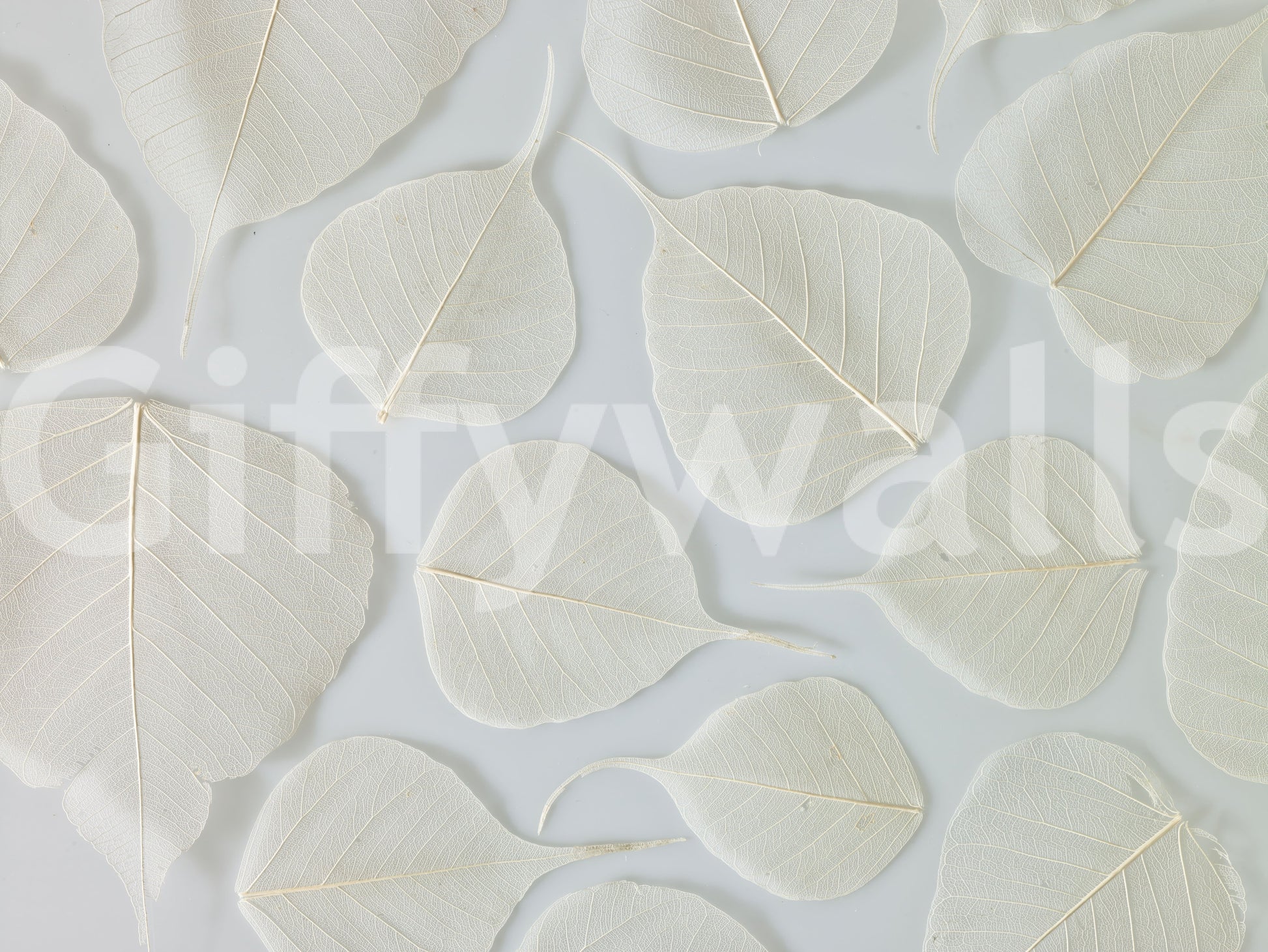 Fragile Elegance Wall Mural, a great, beautiful, detailed leaf pattern.