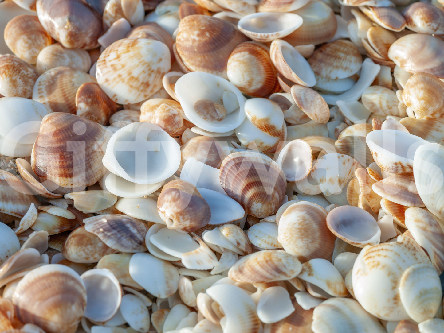 Rustic nautical pattern Coastal Shellscape Wall Mural, premium quality wallcovering.