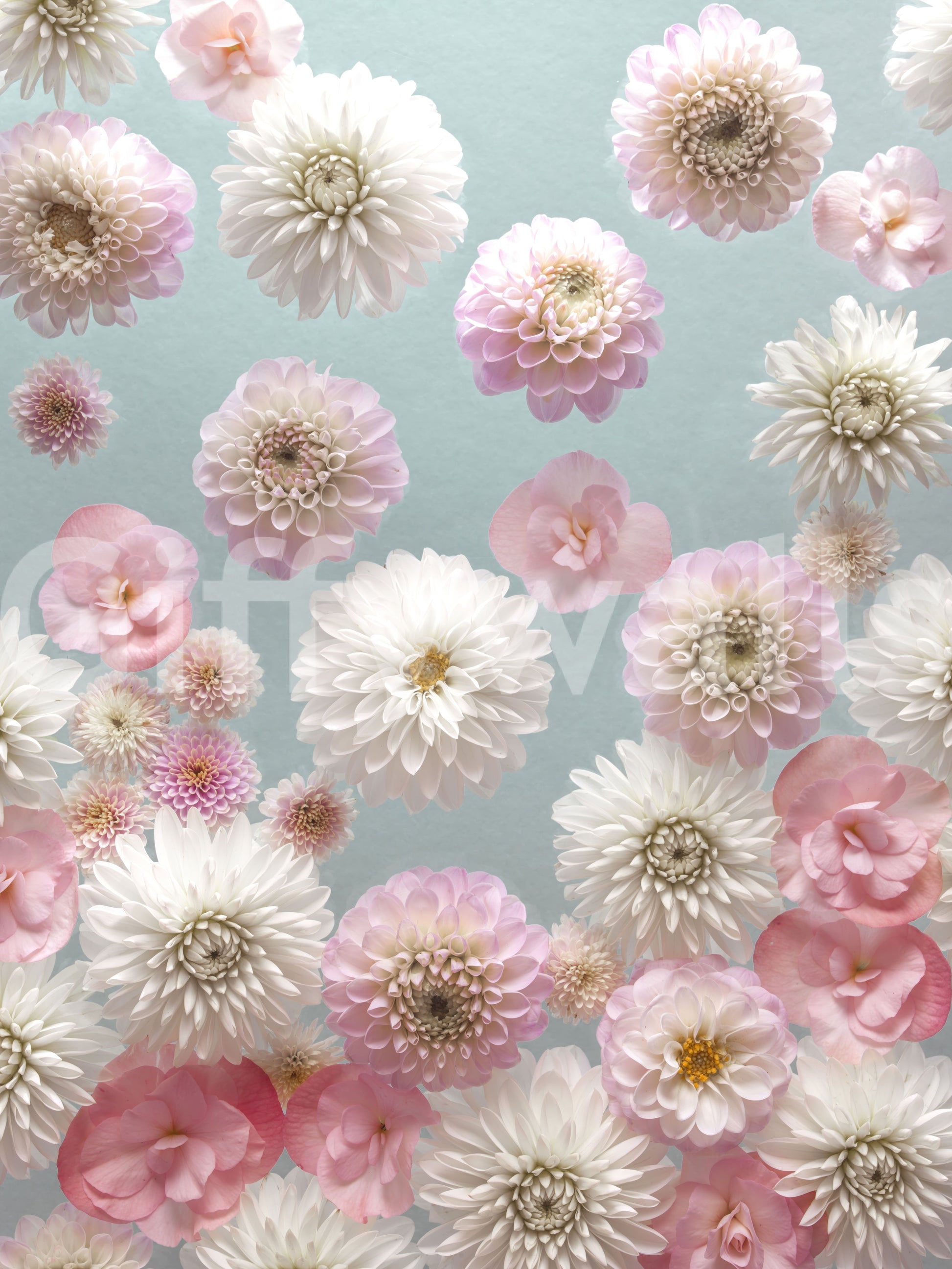 Captivating Dahlia Dance wall art, floating effect, stunning pink and white mural.