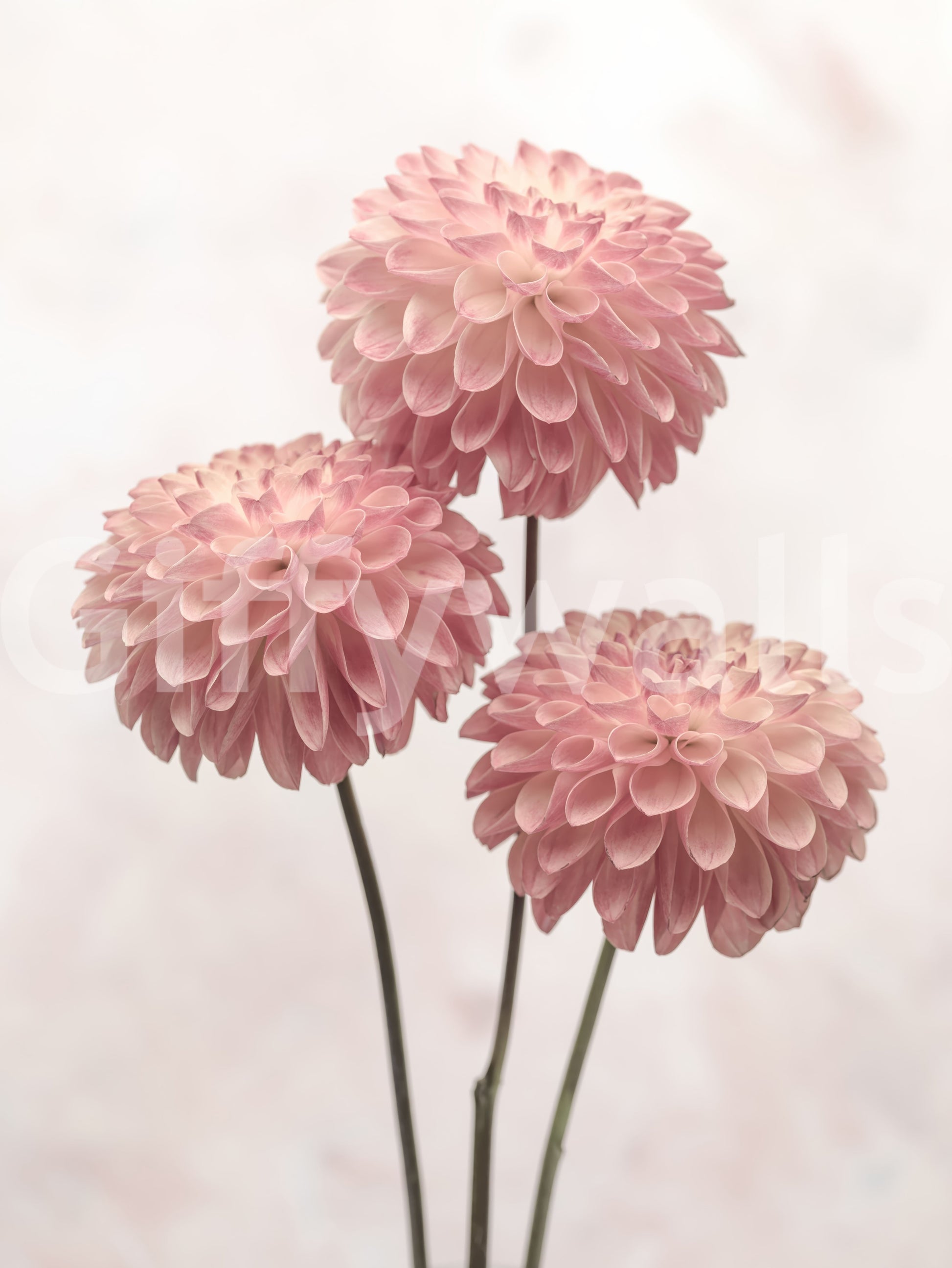 Fresh dahlia wallpaper, vibrant and calming flower picture.