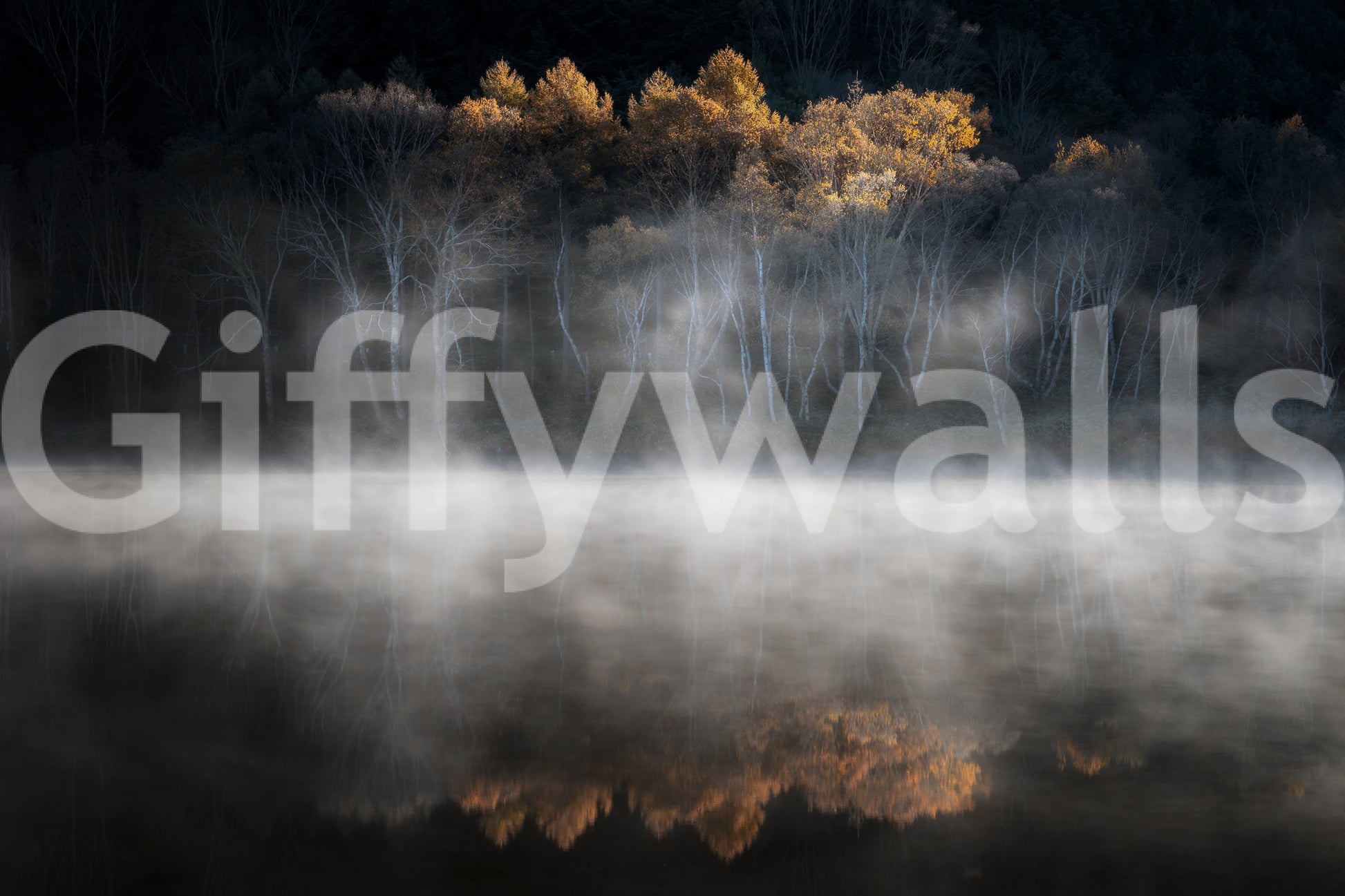 Birch trees emerging from water haze Mist and Light Woodland wall covering print.