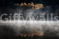 Birch trees emerging from water haze Mist and Light Woodland wall covering print.