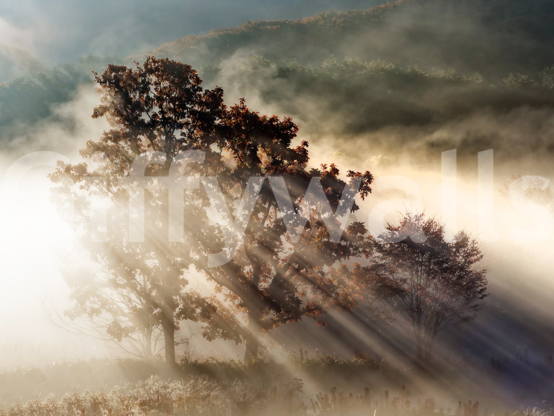 Amazing Sunbeam photo mural depicting gorgeous, hazy light beams.