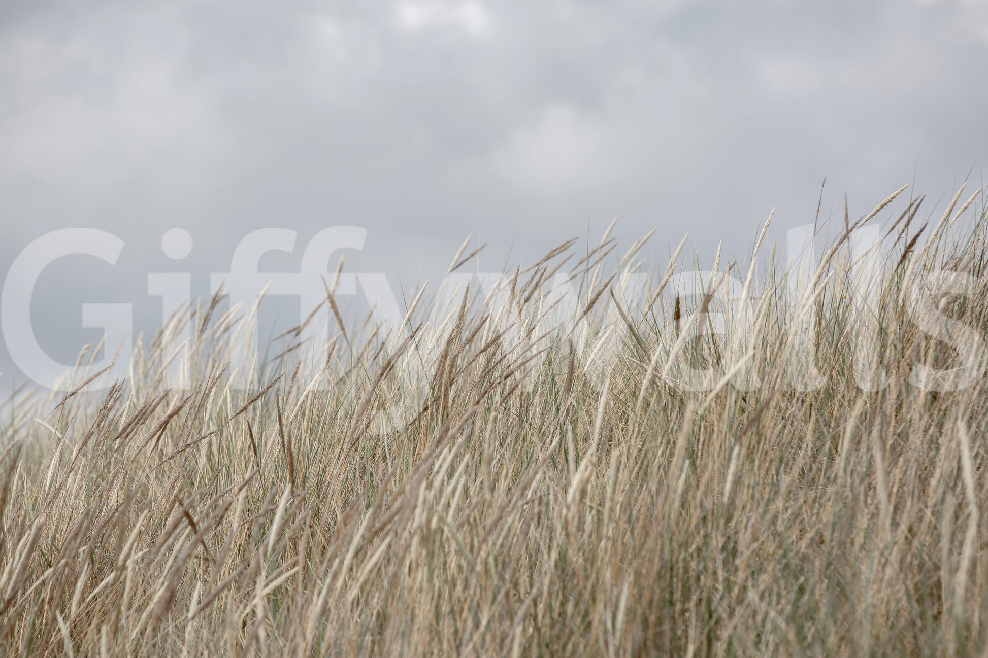 Elegant Woodland Grass mural, long stalks, sophisticated interior finish.