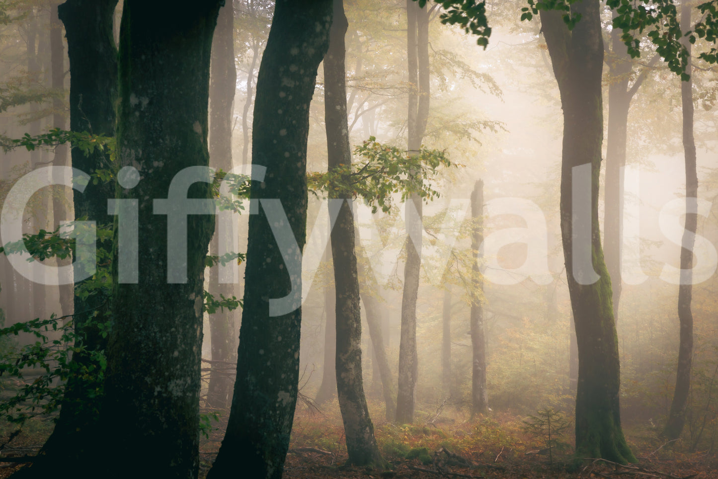 Tranquil Grove Wall Mural