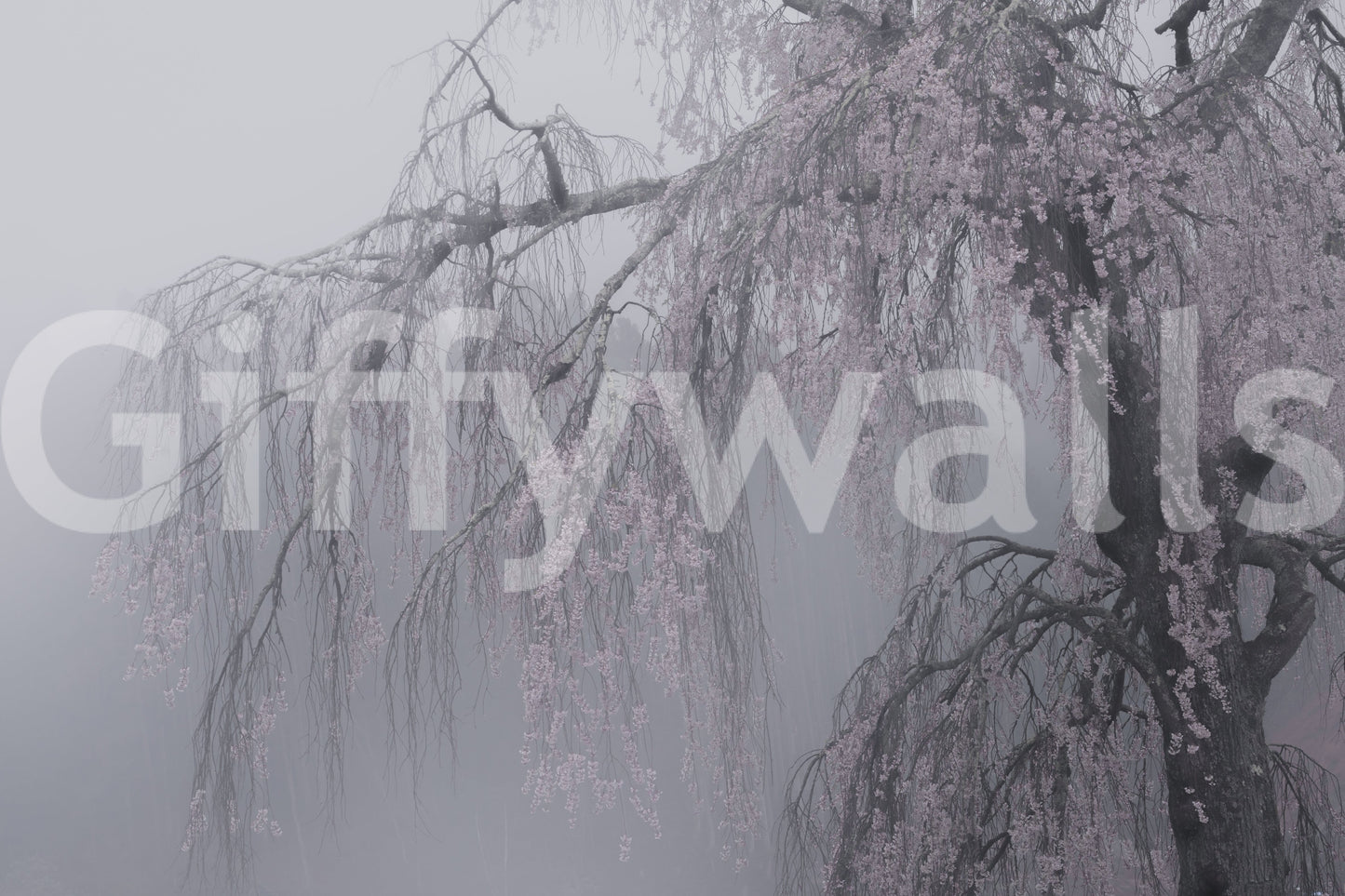 Whispers of Spring Wall Mural