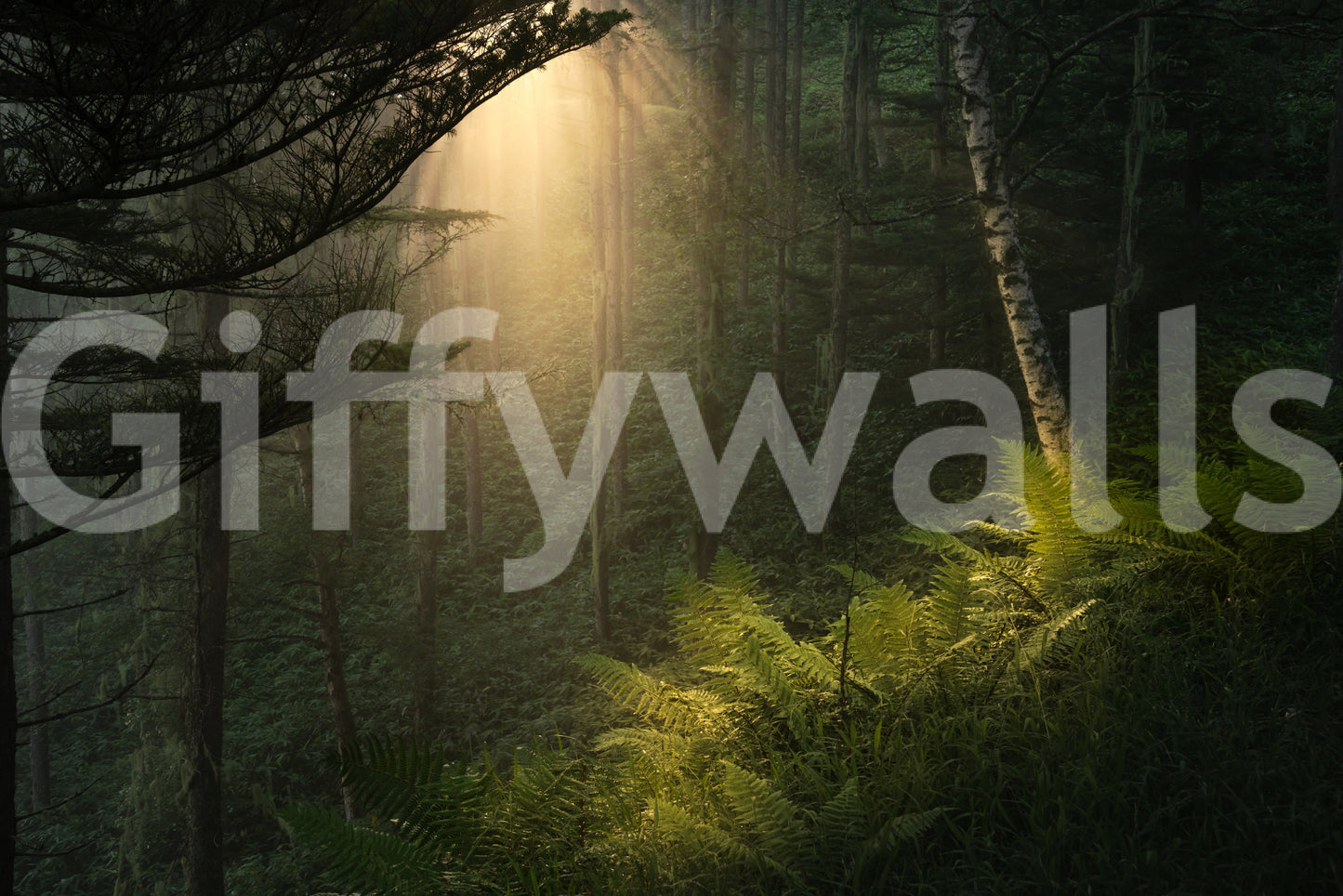 Sunlit Forest Wall Mural
