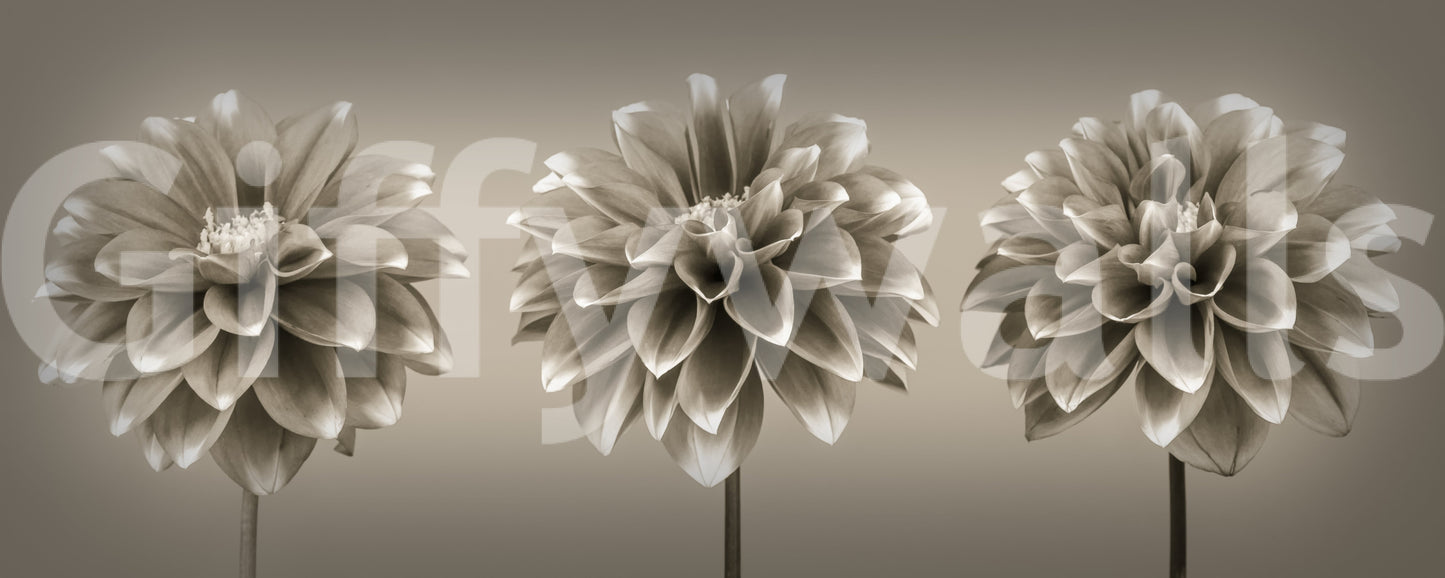 Sepia Dahlia Trio Wall Mural
