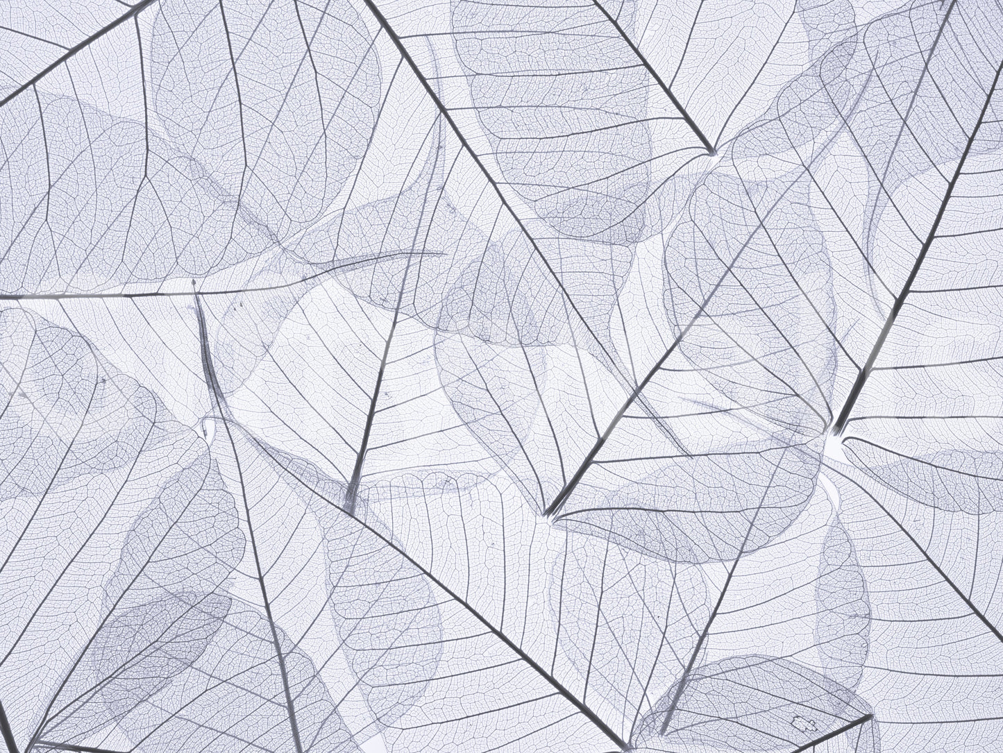 Skeleton Leaves Wall Mural