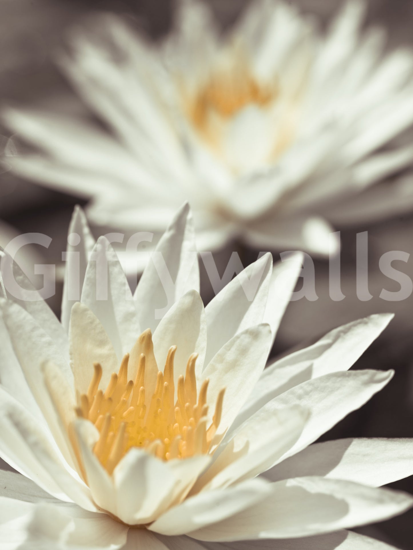 Whispering White Lilies Wall Mural