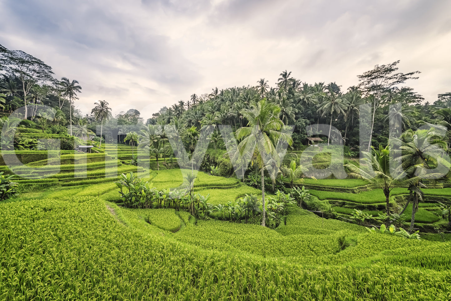 Misty morning forest Bali Rice Terraces wallpaper mural.