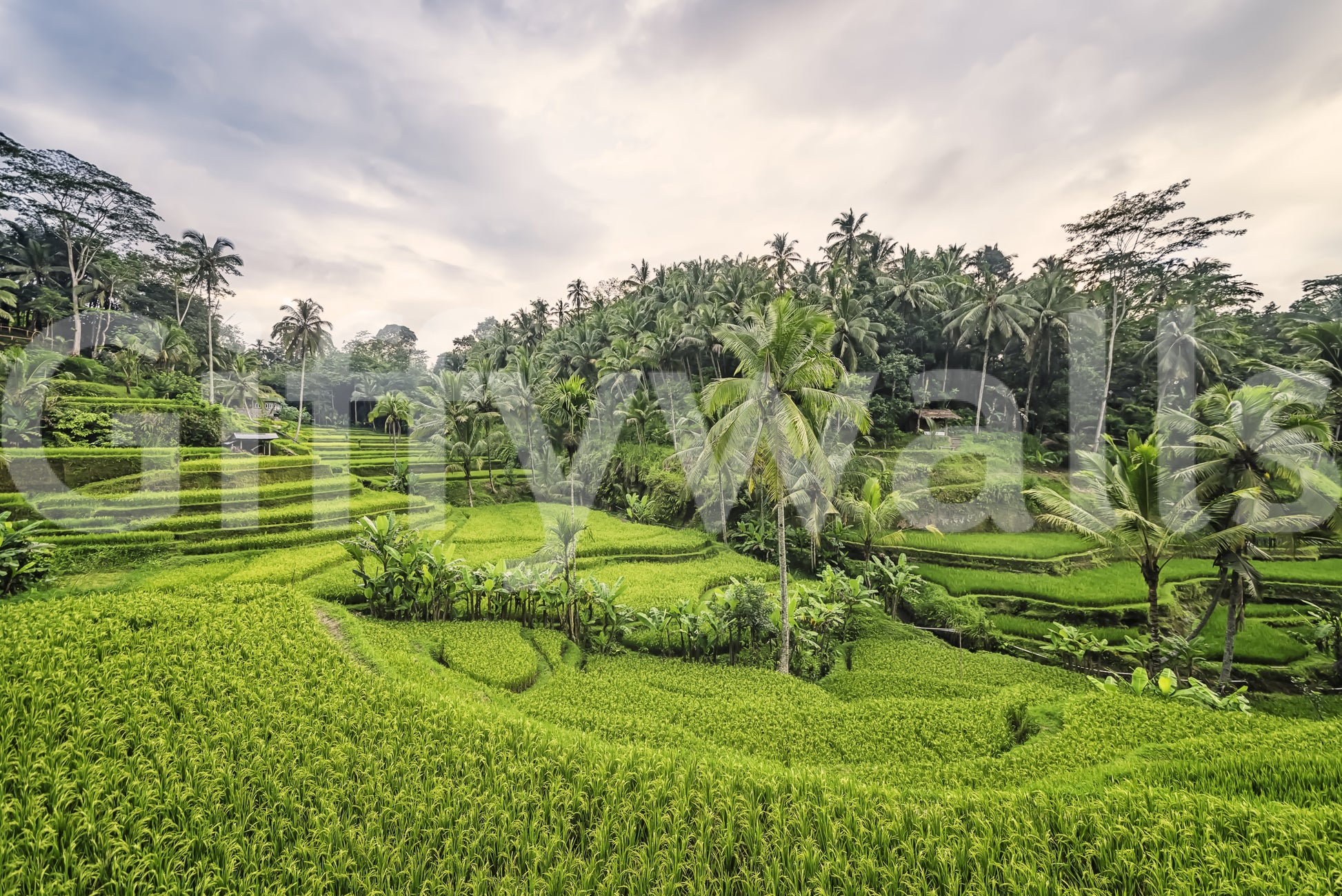 Misty morning forest Bali Rice Terraces wallpaper mural.
