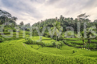 Misty morning forest Bali Rice Terraces wallpaper mural.
