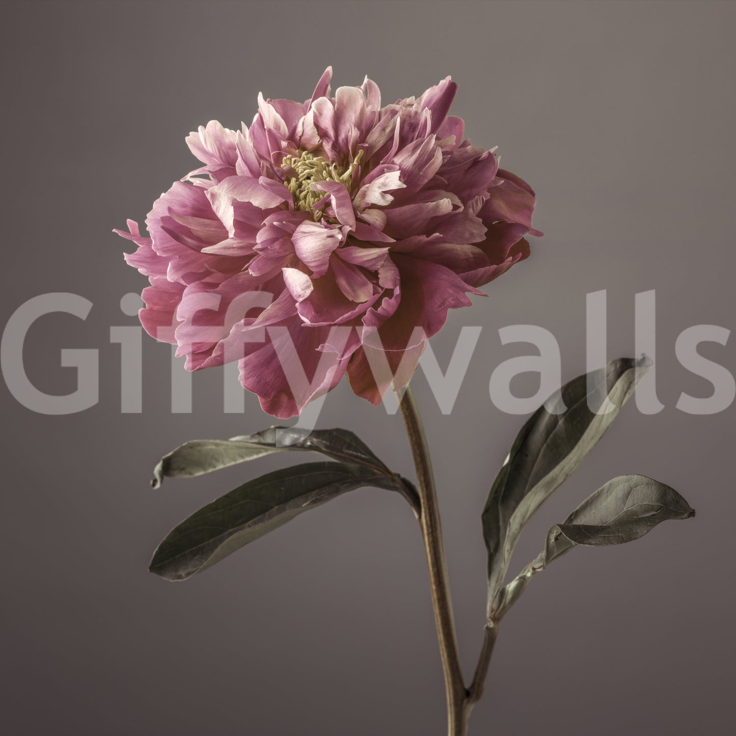 Peony Blush Wall Mural