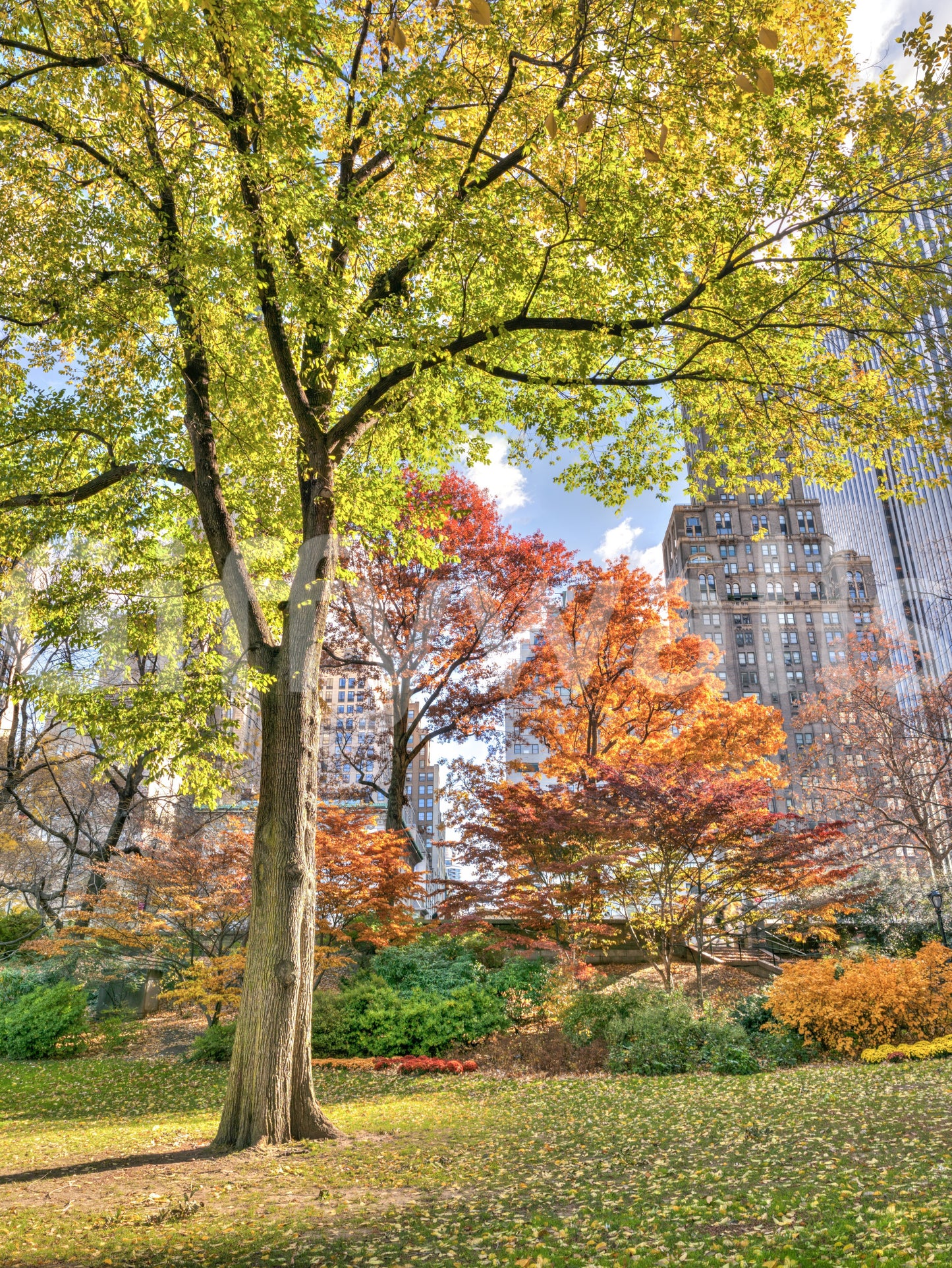 Scenic park wall mural with tall trees and soft daylight for interiors