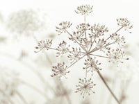 Cow Parsley Sepia Wall Mural calm wall design