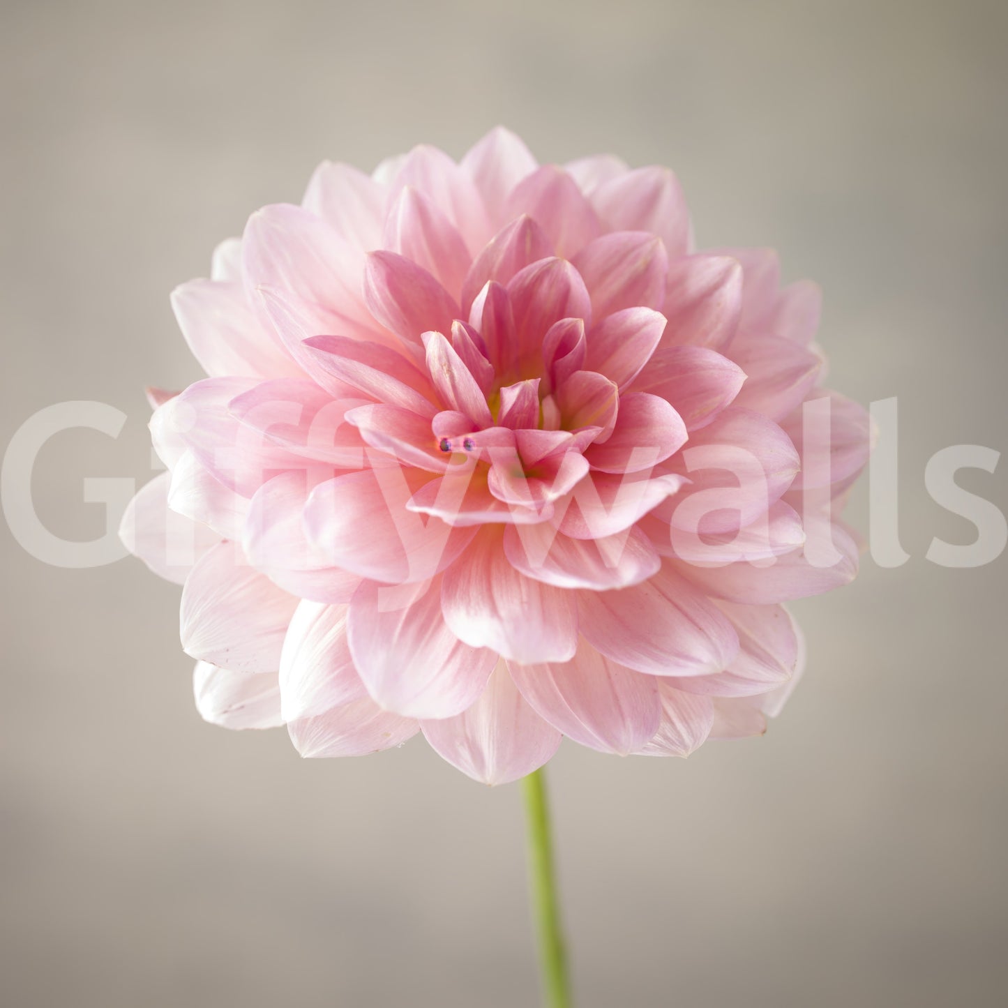 Pink Dahlia Wall Mural