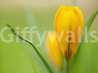 Crocus bud wall mural in the Golden Serenity botanical collection