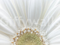 Broad white petals fanning outward in soft white petal radiance wall mural