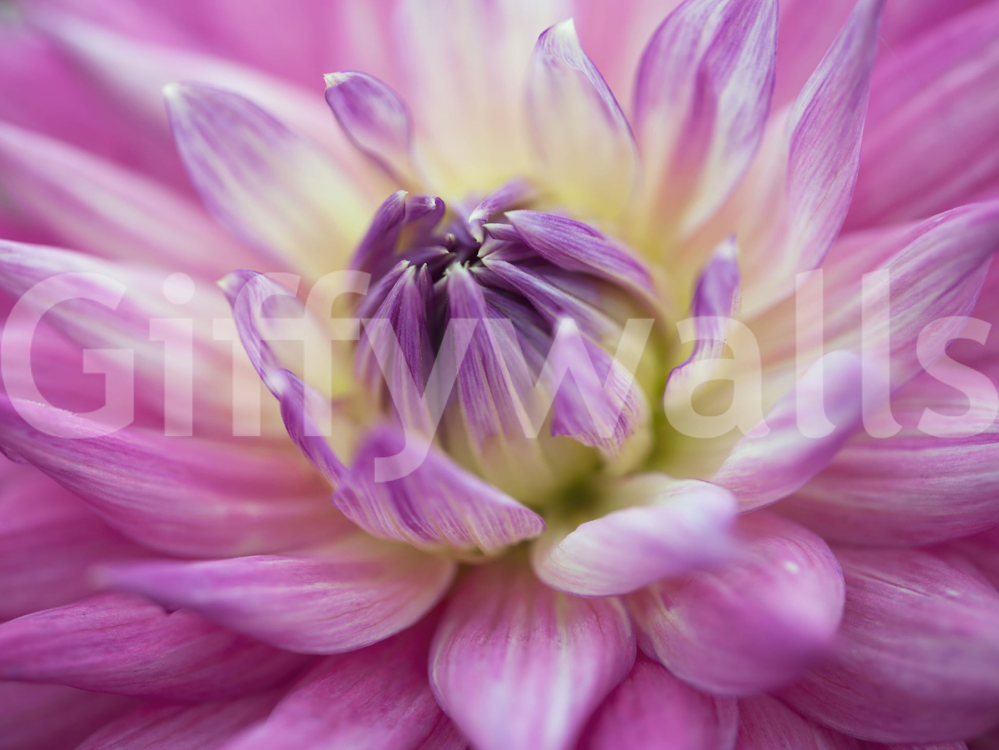 Outer petals curl in toward the dahlia heart on this vibrant pink blossom wall mural.