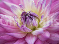 Outer petals curl in toward the dahlia heart on this vibrant pink blossom wall mural.