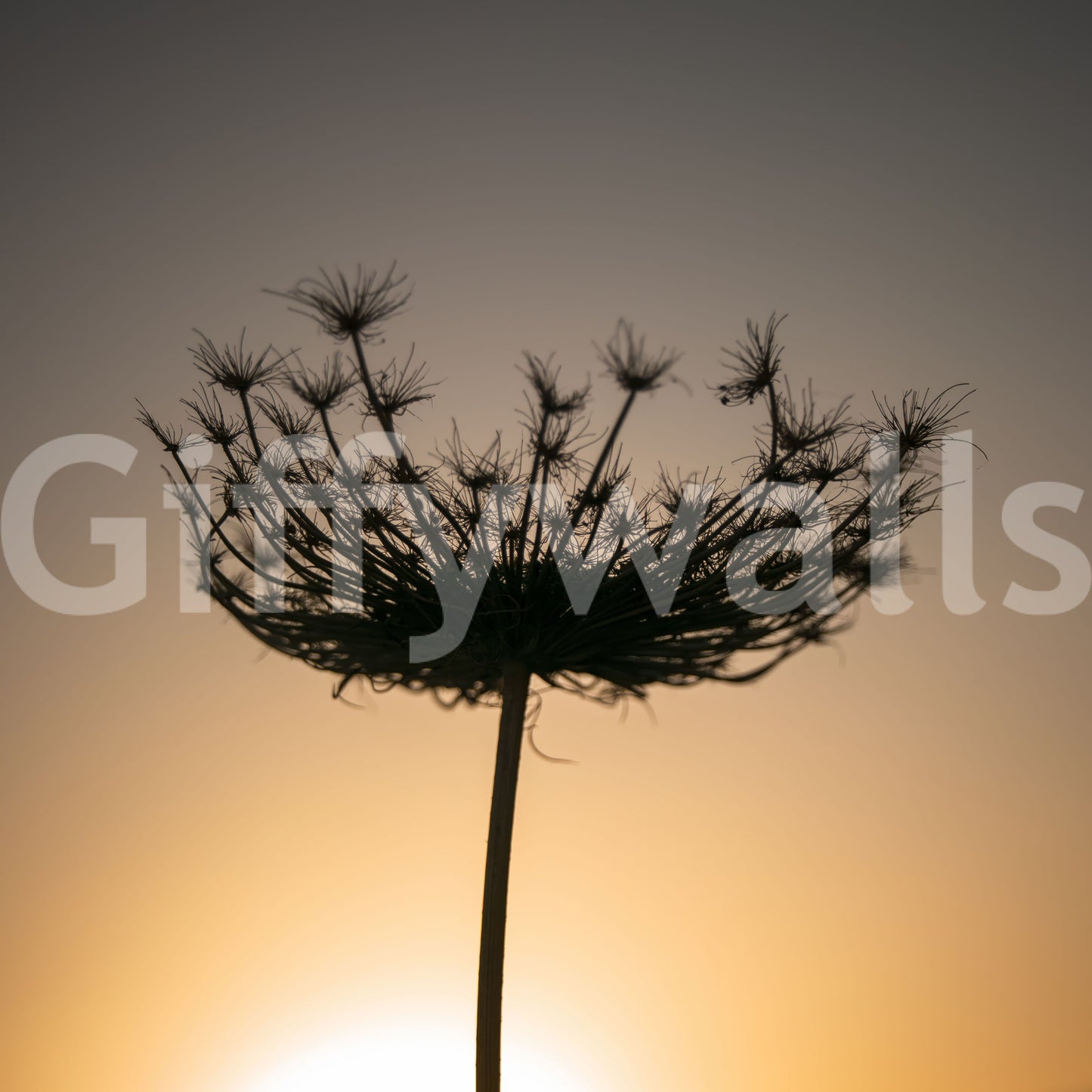 Cinematic stillness defines the seed head silhouette in this golden hour wall mural.