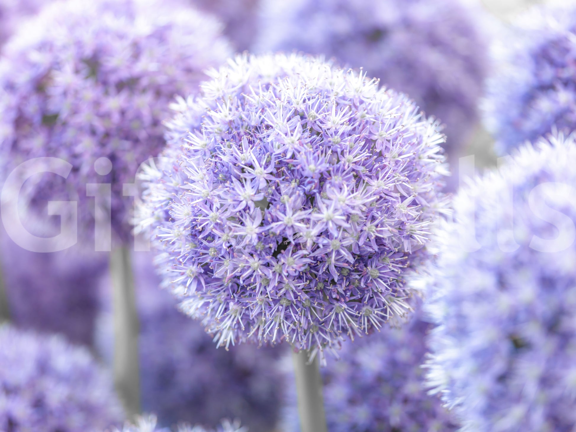 Cool lilac and warm cream layer through the allium florets of this wall mural.